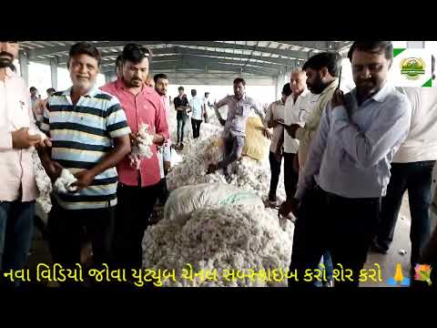 કપાસ ની લાઈવ હરાજી હળવદ યાર્ડ તા.14/9/2022