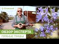 Пряные травы Пряные травы