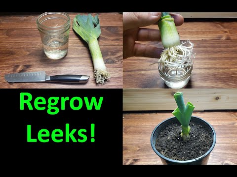 How To Grow An Onion From An Onion Bottom 2019