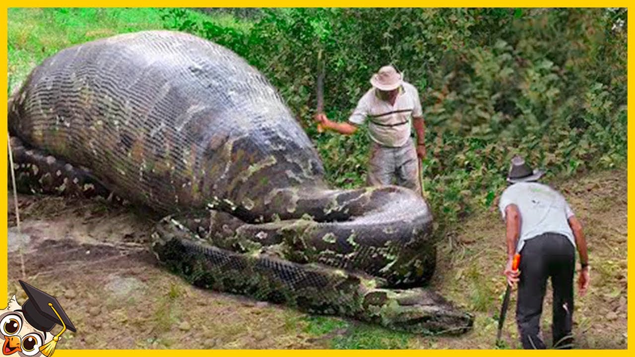 30 Choses les plus Étranges Trouvées Á L'intérieur Des Animaux
