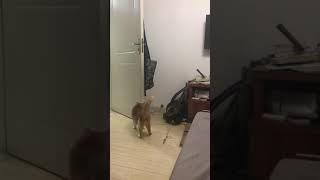 Re: [問題/行為]兩隻貓相處的問題 