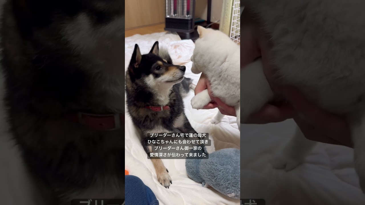 蓮殿との出逢いと飼い主としての決意#shorts #柴犬 #蓮殿 #賢殿 #愛犬 #白柴
