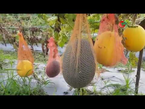 হলুদ তরমুজ(Golden Crown)-মাঠ থেকে সরাসরি- মোবাইল লাইভ ভিডিও