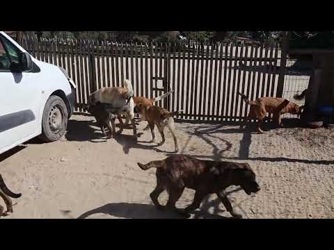 Vídeo de BUGSY