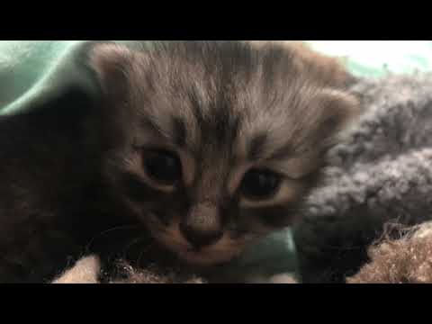 Ajin-A Cat Like a Little Tiger！#kitten #howtomake  #cat #cute #pets #tiger #kitty #Black tabby