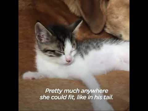 #rescueanimals Tiny Cat And Huge Dog Are Obsessed With Each Other#fyp #foryou #c
