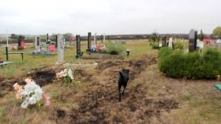 preview picture of video 'Наслідки пожежі на цвинтарі'