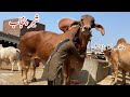 Punjab Biggest Bull Sher E Pakistan Of Mujahid Cattle Farm Qurbani 2026 Cow Mandi Bakra Mandi