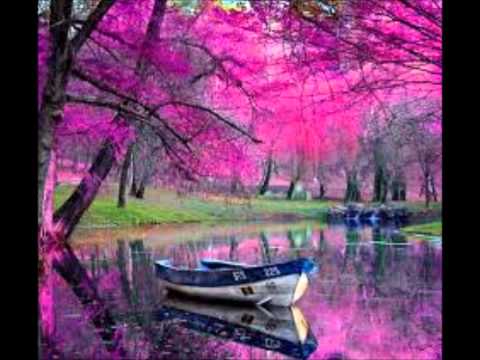 Sheep,Wolves,Snakes, Doves