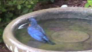 preview picture of video 'Eastern Bluebird in NH'