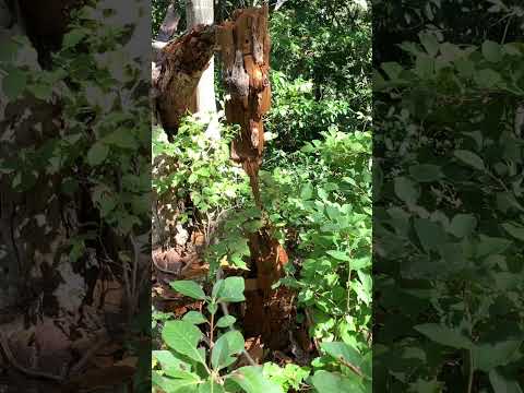 動物のバランスの崩れ