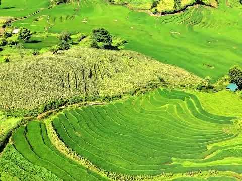 nature jungle muzic 1