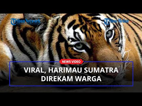 Viral Harimau Sumatera Direkam Warga, BKSDA Sumut Pastikan Bukan di Hutan TNGL