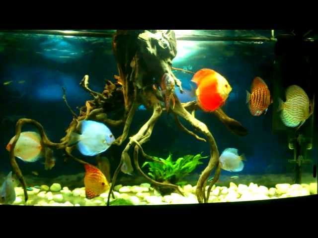 Most Beautiful fish of aquarium Discus