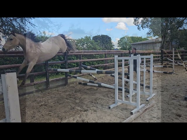 Hongre PFS 3 ans 1m46 gros potentiel CSO