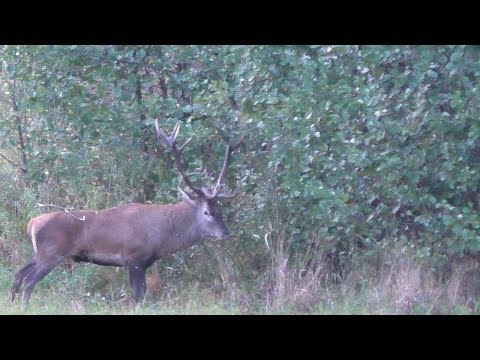 Kapitaler Hirsch auf der Brunftwiese - Hirschbrunft in Masuren!