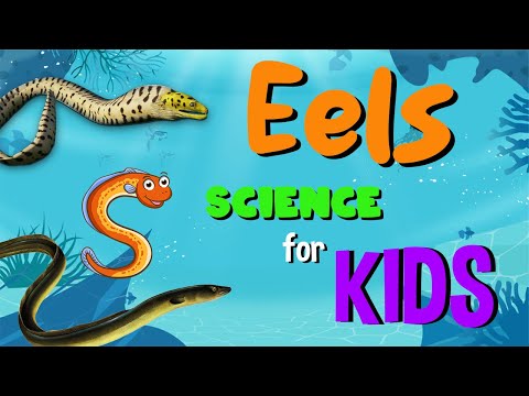 Eels | Science for Kids