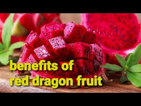 , title : 'many benefits of red dragon fruit | buah naga merah | fimu channel'