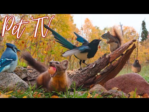 Dog TV • Cat TV - Apple Thief! 🍎 Marten, Squirrels & Birds!  🦊 Relaxing Nature for Pets & People