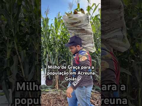 Milho de graça para população em Acreúna Goiás #receitas #vidanaroça #comida