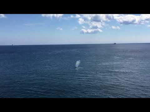 Newfoundland - Whales Feeding off of Signal Hill