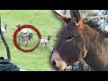 Lost Donkey Seen With Herd Of Elk