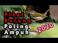 PIKAT BURUNG KECIL PALING AMPUH 2020 LUMUT SADIS