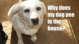 Why Does My Dog Pee in the House?