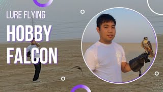 LURE FLYING WITH EURASIAN HOBBY