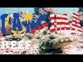Diving Panglima Reef, Mabul Island - Sabah Malaysia, Mabul Krokodil fisch, Panglima Reef, Malaysia