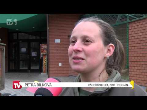 TVS: Hodonín 28. 3. 2017