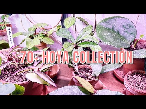 Coleção Hoya ATUALIZADA: 70+ Hoya outono de 2022