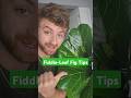 Fiddle-Leaf Fig care guide in 60 seconds! ⏳️