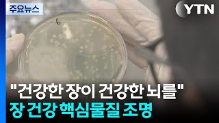 \ 건강한 장이 건강한 뇌 만든다\ ...장 건강 핵심물질 조명 / YTN