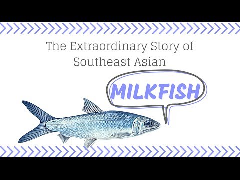 , title : 'Kisah Luar Biasa Ikan Bandeng Asia Tenggara (Chanos chanos)'