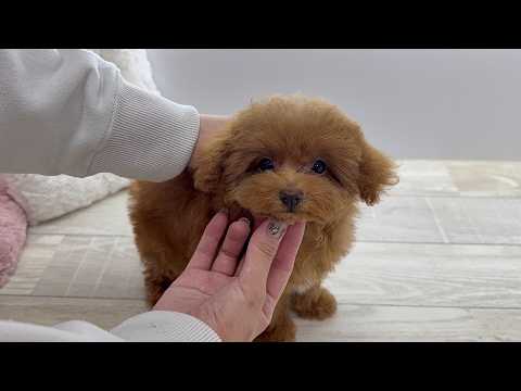 YouTube動画のサムネイル