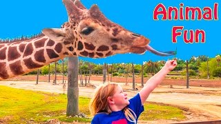 ASSISSTANT at the Wild Animal Safari Park Feeding Giraffes and other Animals