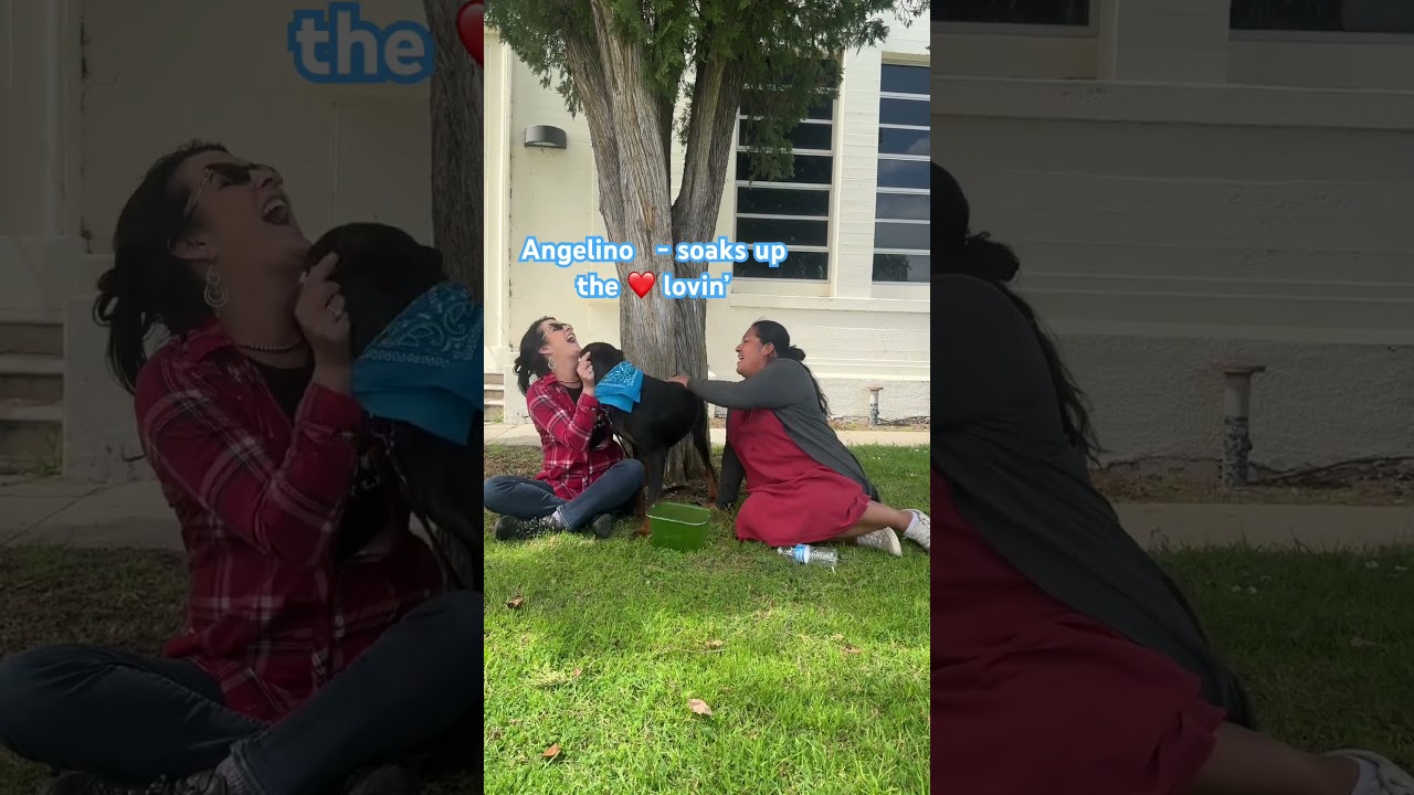 Enlarge Angelino, a ADOPTABLE Doberman Pinscher in Torrance, CA video 6/6