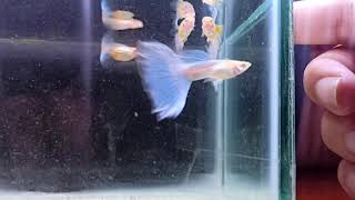 blue sky guppy f1 and f2