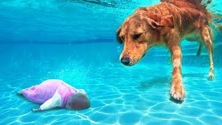 UN PERRO HÉROE SALVA A UN NIÑO EN EL AGUA. 10 VECES EN LAS QUE LOS ANIMALES SALVARON A LOS HUMANOS