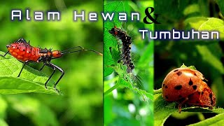 Download lagu Alam hewan dan Tumbuhan # video pemandangan alam... mp3