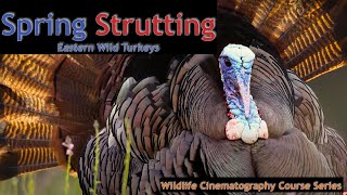 Eastern Wild Turkeys Strutting