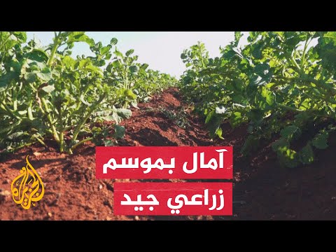 سوريا.. فلاحون يستخدمون الزراعة المغطاة لإنتاج الخضروات