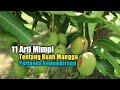11 Arti Mimpi Tentang Buah Mangga Pertanda Kegembiraan