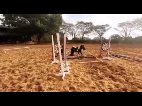 Better quality - Son Leandro Silva jumping pony