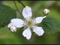 78 RPM - Mitch Miller - Blackberry Winter (Bernadine Reid)