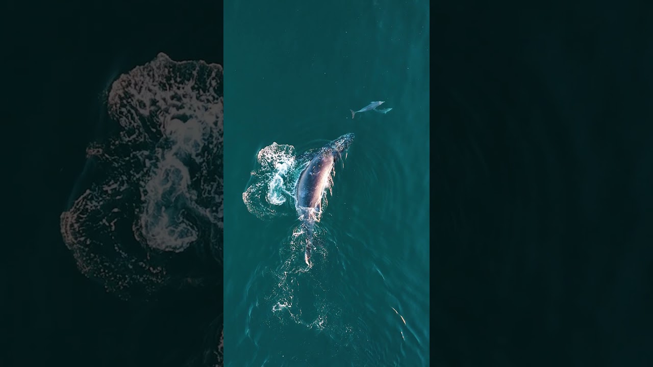 Can’t believe I captured this magical moment 🐋🐬 #whale #humpbackwhale #dolphins #westernaustralia