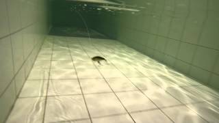 Jackall воблер tiny fry 38 sp matt tiger