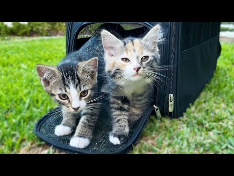 Kittens Go Outside for the First Time