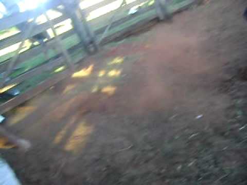 henrique mudão vs mister m